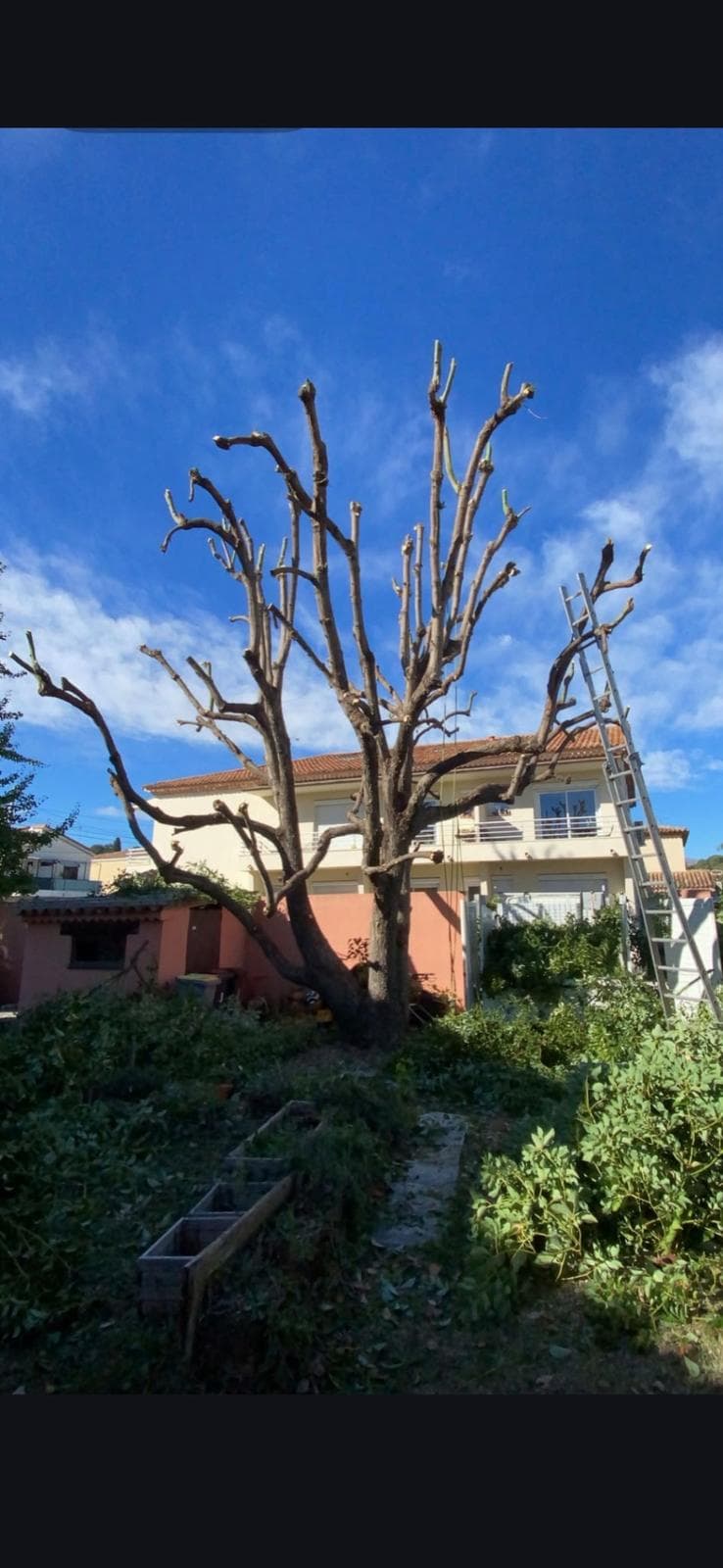 Tronçonnage de bois au sol