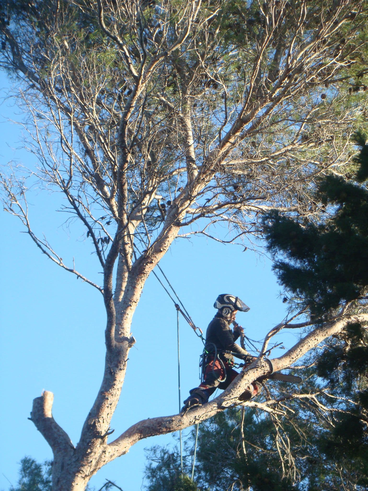 Élagueur encordé en plein démontage d'un grand arbre