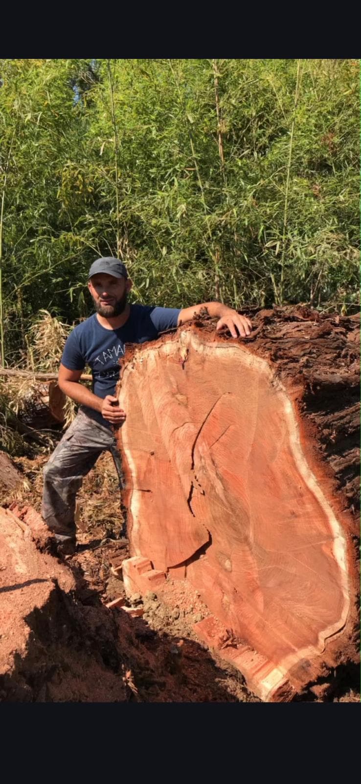 Teddy Bracquemart, artisan élagueur, après un abattage